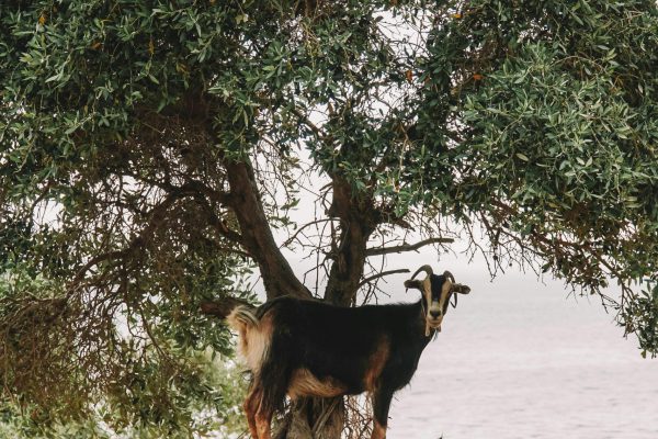 pexels-esrageziyor-45760220-8478907